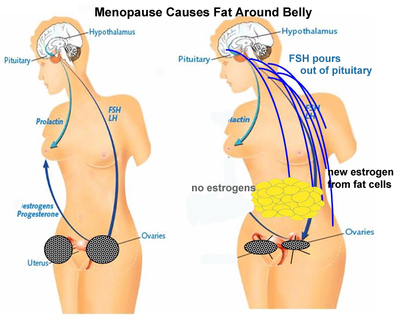Angsamerah Articles Menopause belly fat