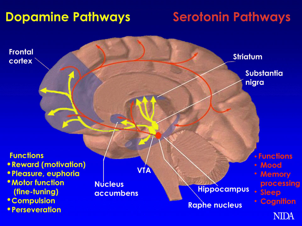 Angsamerah Articles Saatnya berkesehatan jiwa dalam berkomunikasi Dopamine Pathways